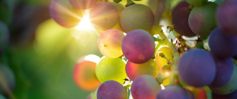 grapes-raisins VIGNETTE.jpg